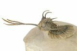 Trident Walliserops Trilobite Fossil - Fantastic Preparation #276386-3